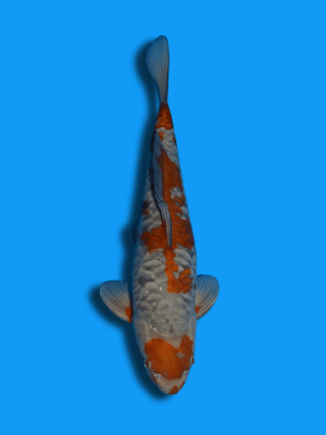 Big Scale Ochiba Shigure | Koi&Co.